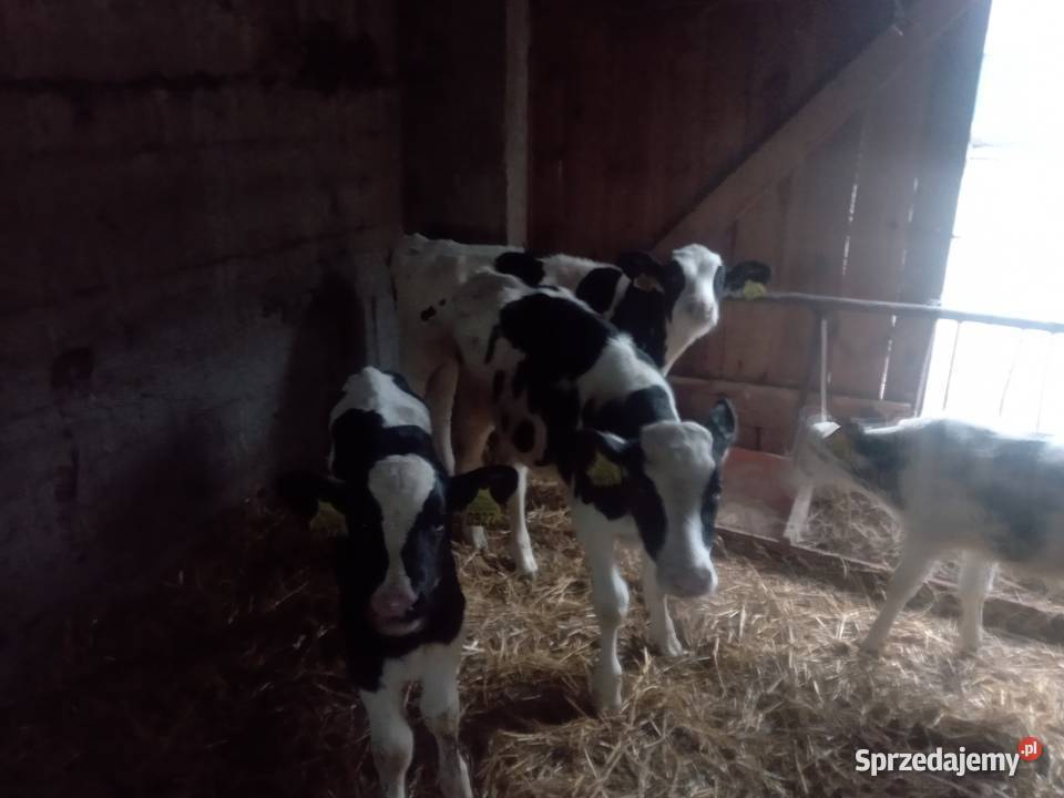 Sprzedam byczki ho
