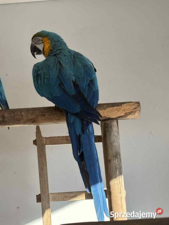 Para araraun warmińsko-mazurskie Ełk