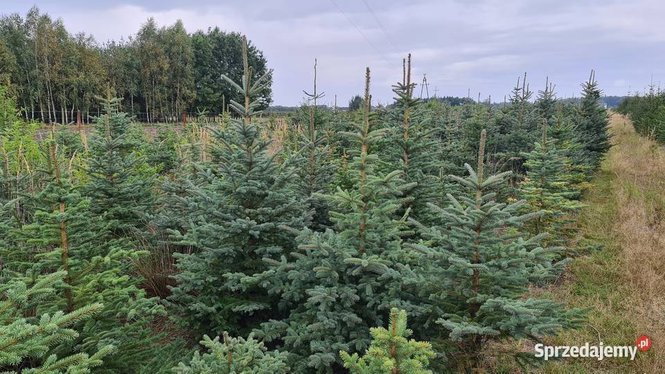 ŚWIERK KŁUJĄCYSERBSKI RADOMSKO 20 CHOINKA