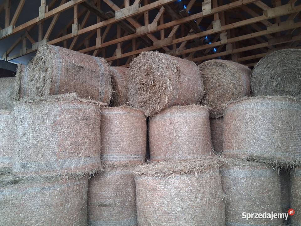 Słoma żytnia i owsiana sucha