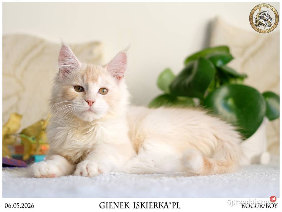 Gienek Iskierka Wyjątkowy kocur Maine Coon szuka