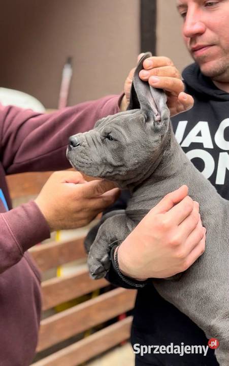 Cane Corso Szczenięta Lamk