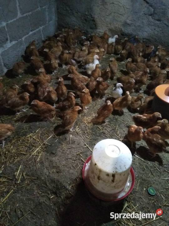 Kurczaki 5tygodni odchow wlasny Kolno