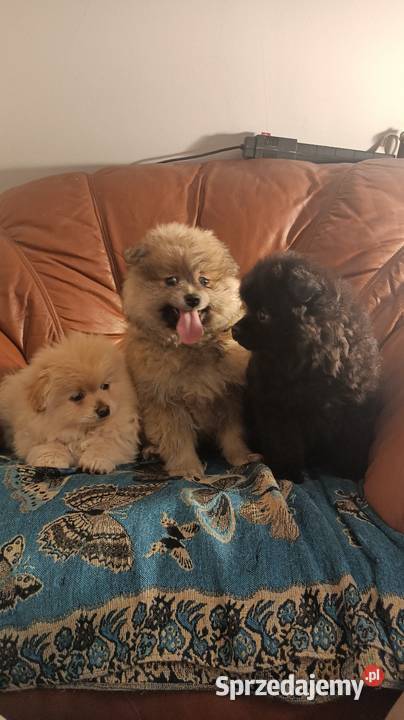 Pomeranki Zwierzęta