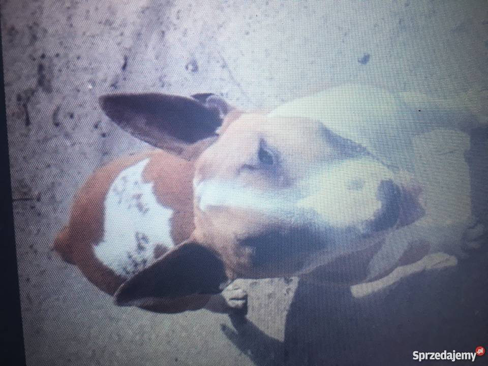 Bulterier standard zkwpfci pies 25 letni wielkopolskie Poznań sprzedam