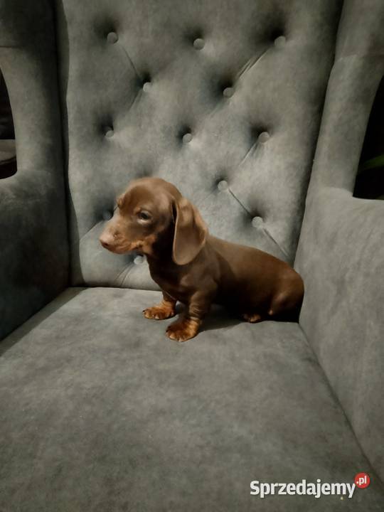 Jamnik czekoladowy piesek