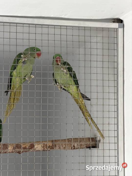 Aleksadrety Wielkie Zmienią Dom Tarnów