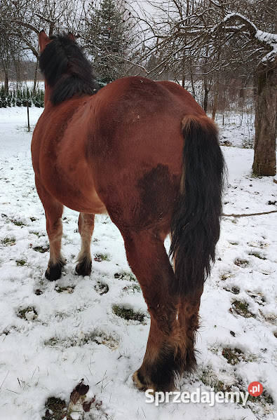 Koń Klacz Kobyła podkarpackie Lubatowa