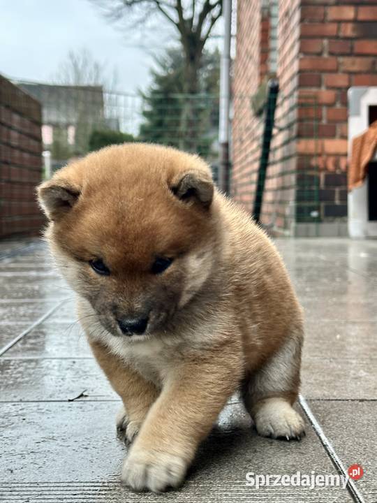 Shiba inu piesek ZKwP Piła sprzedam