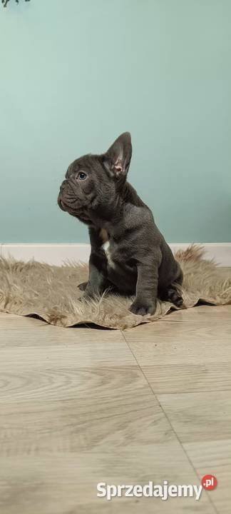 Buldog francuski liliowa sunia Targanice