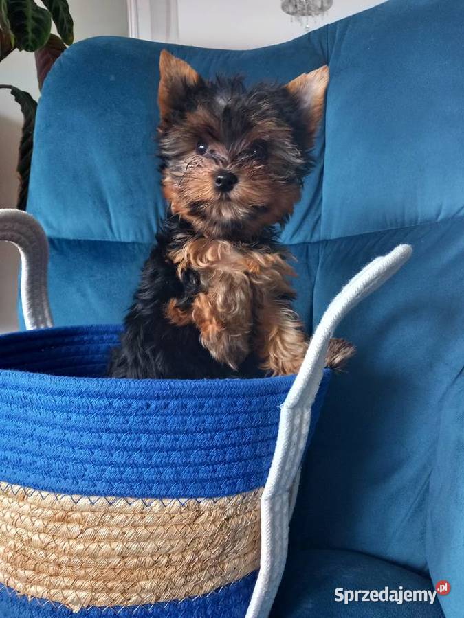 Yorkshire Terrier małopolskie