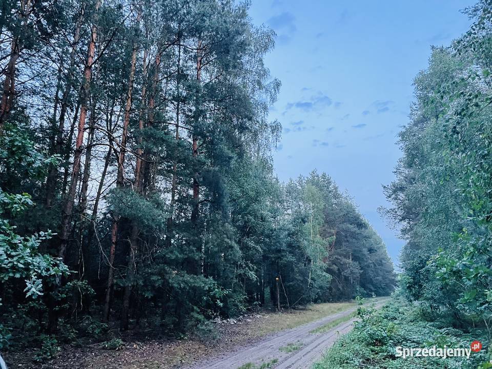 Sprzedam las z gruntem 065ha Trojanów