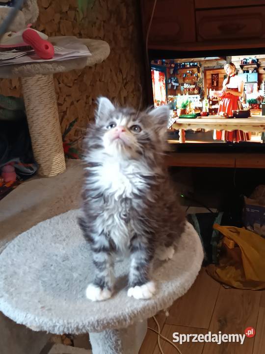 Śliczne kocięta Maine coon z rodowodem Prawęcin