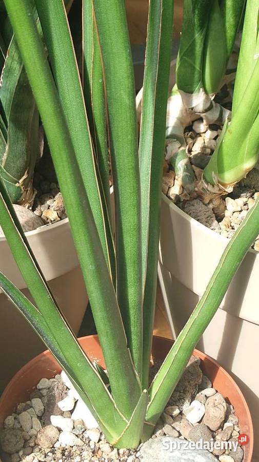 Sansevieria hybr Midnight Star deserti x Kaktusy i sukulenty Warszawa