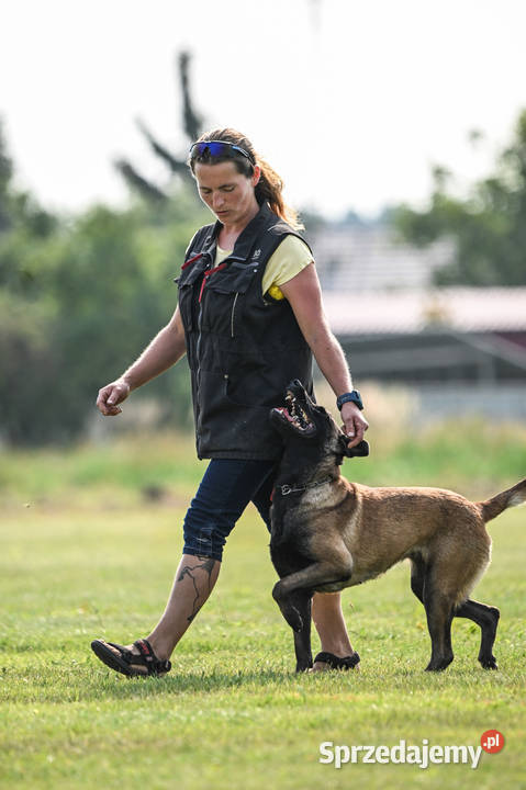 Owczarek Belgijski Malinois FCIZKWP opolskie Lubnów