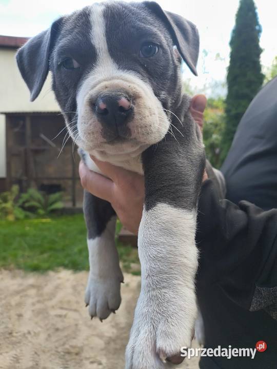 American Bully ABKC standard pies suka Warszawa