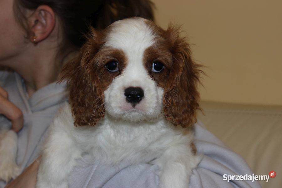 Cavalier King Charles Spaniel szczeniaczki ZKwP Aleksandria sprzedam