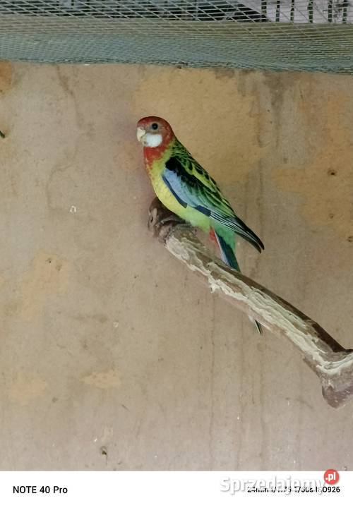 Rozelle białolice Modrolotki Kraśnik