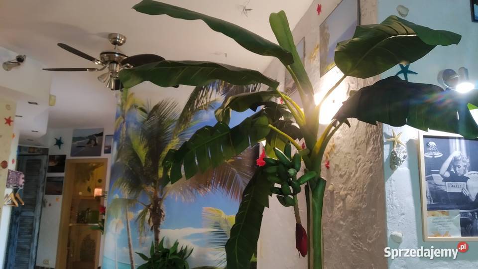 Sztuczne drzewko bananowiec 250 w donicy mazowieckie Warszawa