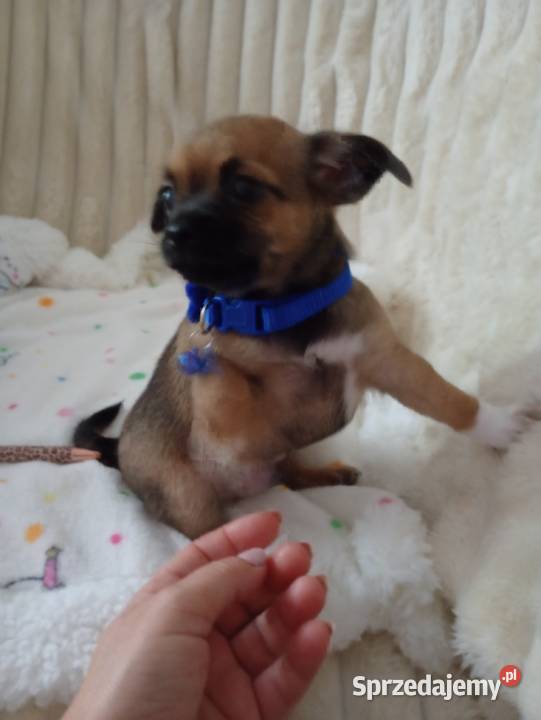 Piesek chihuahua Konin