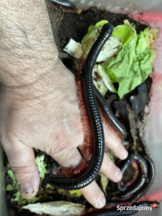 wij z Wietnamu Remulopygus brevispinus Gliwice