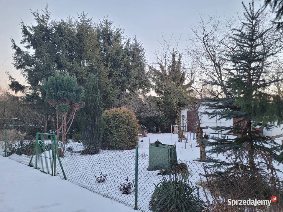 Zadbana działka rekreacyjna ROD Wiosenka łódzkie Pabianice