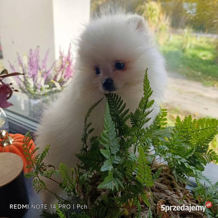 Szpic miniaturowy Przepiękne misie Warszawa