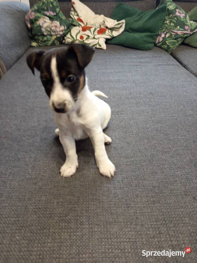 Jack Russell Terrier