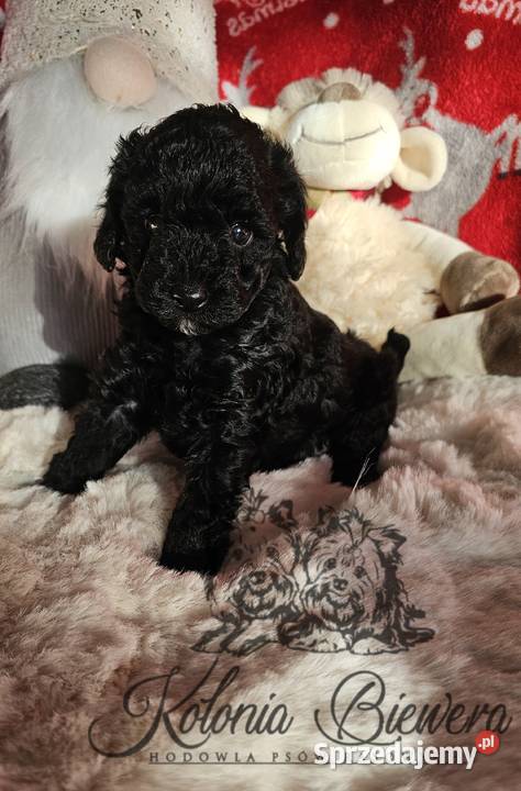 Piesek Pudel Miniaturowy rodzice pakiet badań Pozostałe łódzkie Sędziejowice