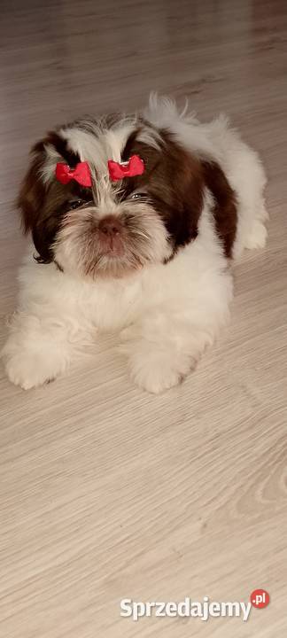 Biało czekoladowa suczka rasy ShihTzu Kępno