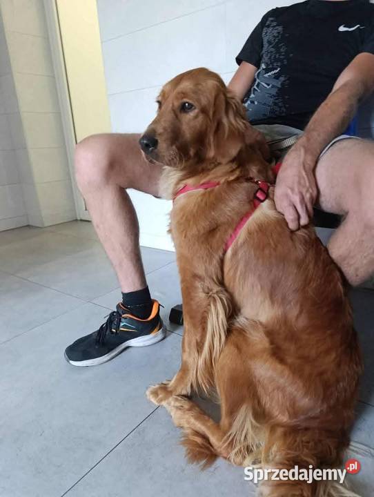 Zapowiedź miotu Golden Retriever ciemno złote śląskie Poręba sprzedam