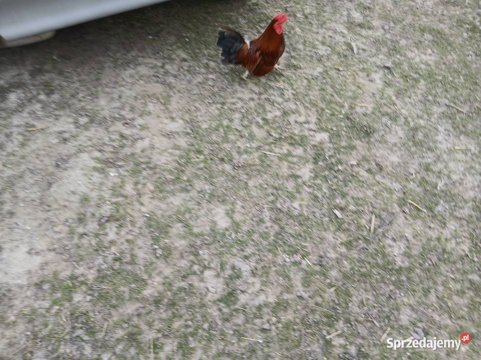 Kogutek liliputek zielononozek Czarnocin