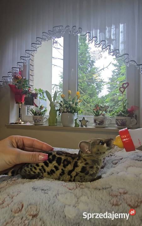 Żeneta lamparcią Genetta maculata Cisie-Zagrudzie