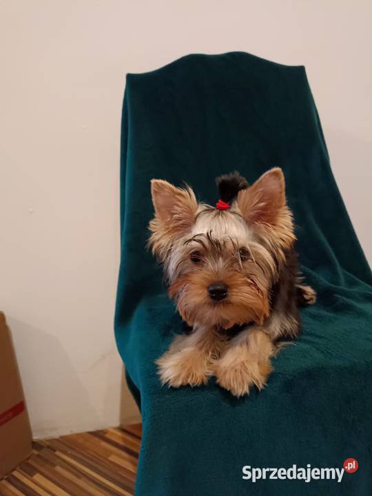 Yorkshire Terrier standard ZkwP FCI Pies gotowy Gdynia