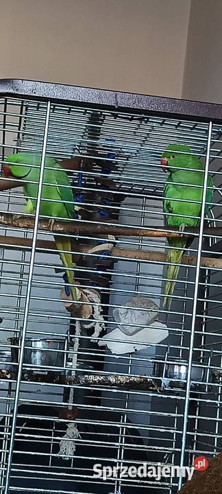 Zamienię parę Aleksandrett kujawsko-pomorskie Bydgoszcz