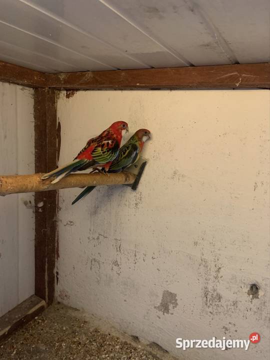 Rozella białolica 2025 para Mogilno