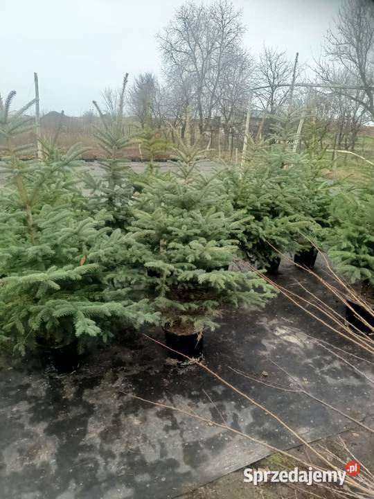 Świerk Srebrny CHOINKI Iglaste lubelskie Chrząchów sprzedam