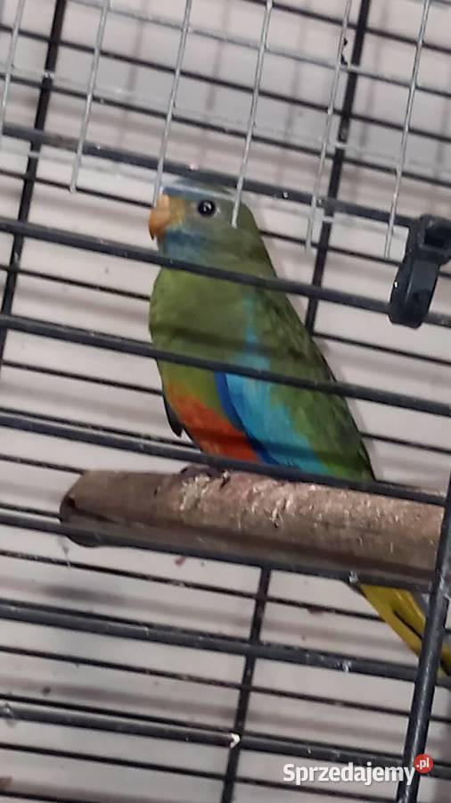 Łąkówki wspaniałe świętokrzyskie sprzedam