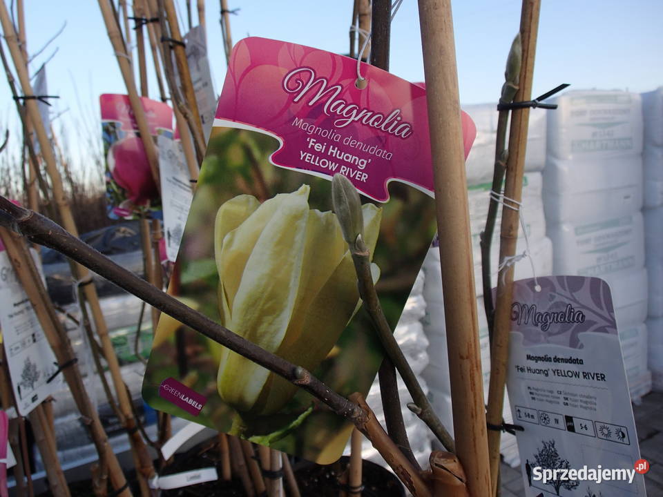 Magnolie szczepione w odmianach Tarnów