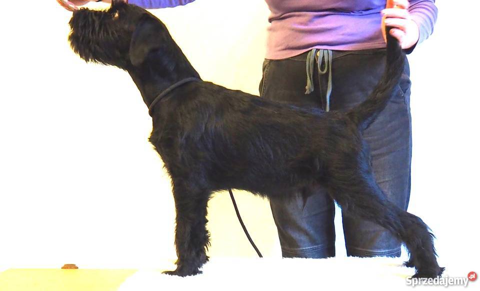 Ostatni dostępny piesek Sznaucer średni Poznań