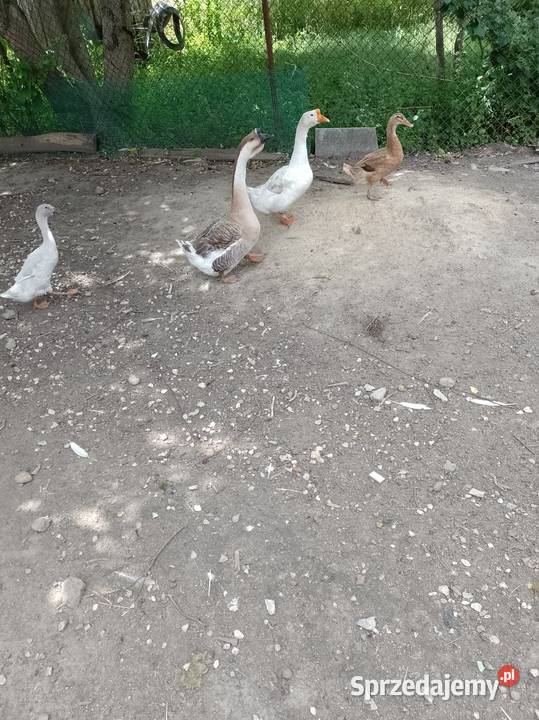 Sprzedam gęsi i kaczki