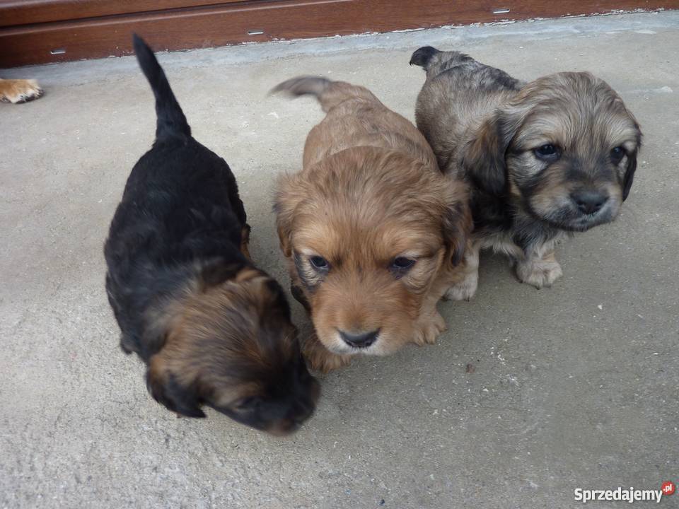 Oddam miłe szczeniaki Nowe Brzesko