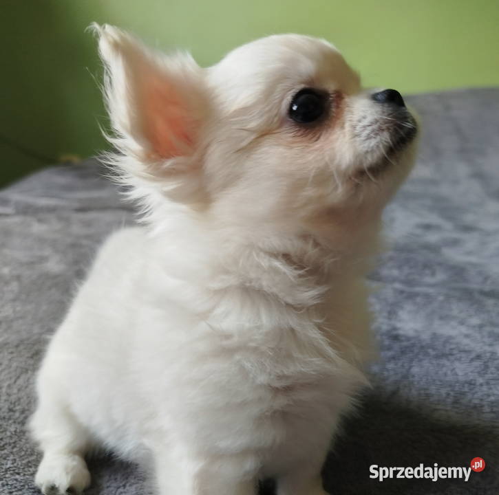Chihuahua maleńki piesek
