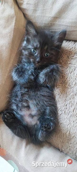 Kurylski Bobtail rodowód FPLFIFE osobowość psa i Poznań