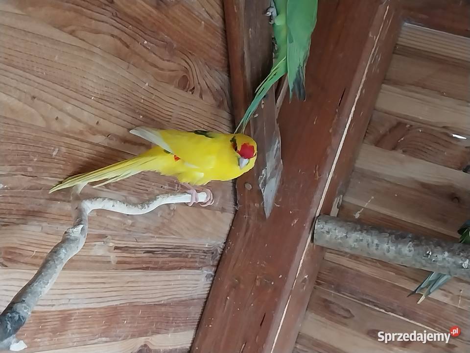 Sprzedam nimfy i modrolotki