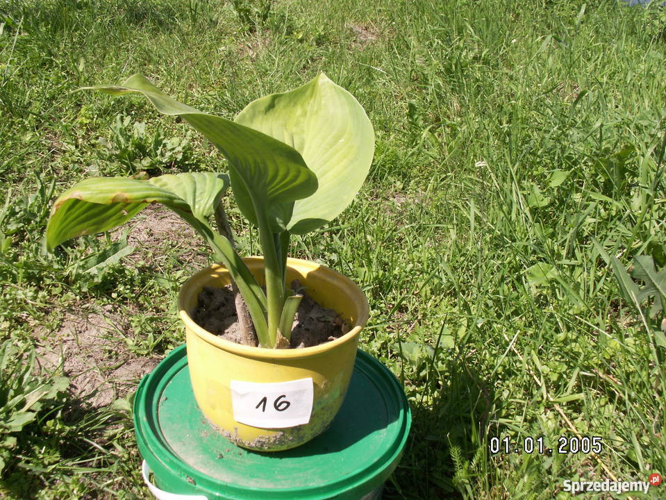 Sprzedam hosty funkie Śląsko