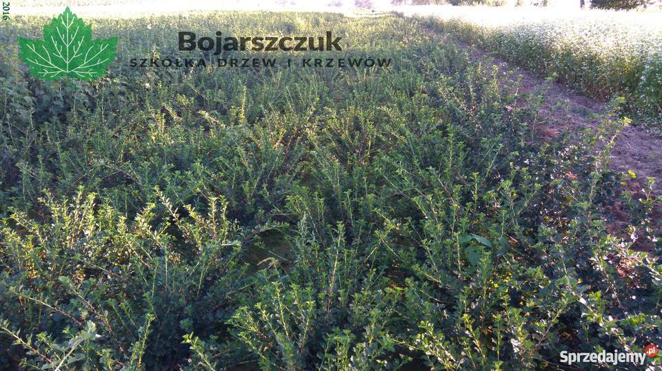 Sadzonki agrestu Mucurines Kamieniar Puszkińskij