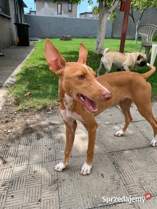 Chart sycylijski ostatni szczeniak Pozostałe śląskie Radzionków