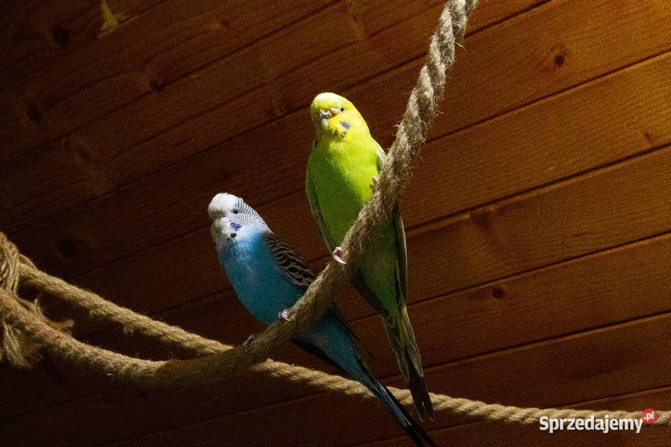 papugi faliste 3 parki Koszyce Wielkie