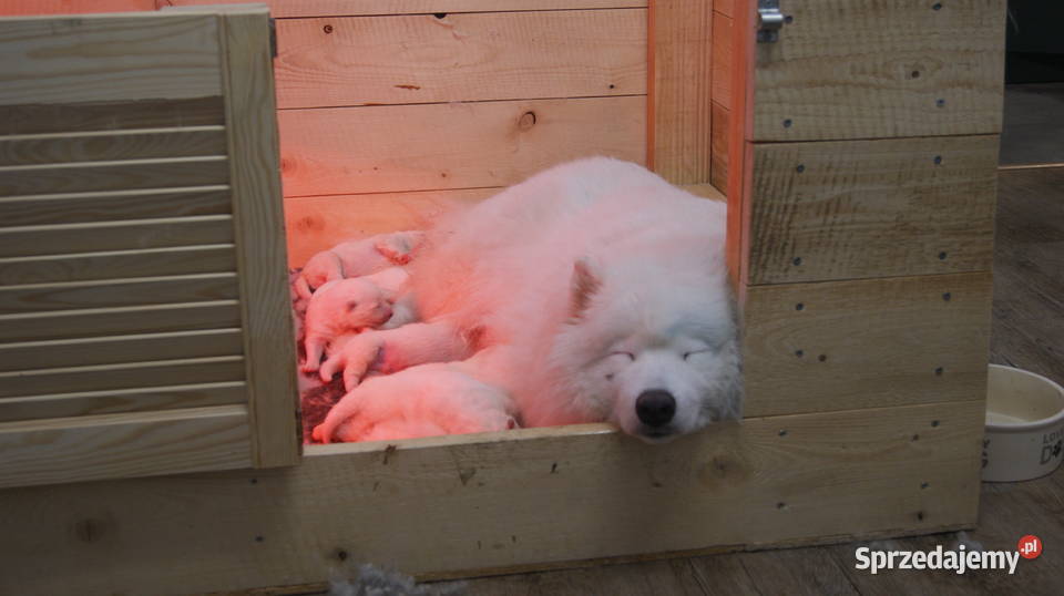 samoyed szczeniaki ZKwP Bielsko-Biała